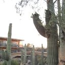 arizona from other cameras - DSCF1612